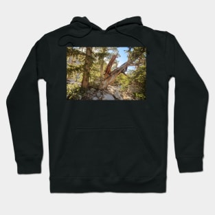 850_6887 Hoodie